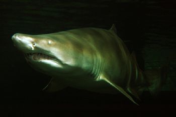Sand Tiger Shark as it appears from the darkness!!! Nikon... by Grant Kennedy 